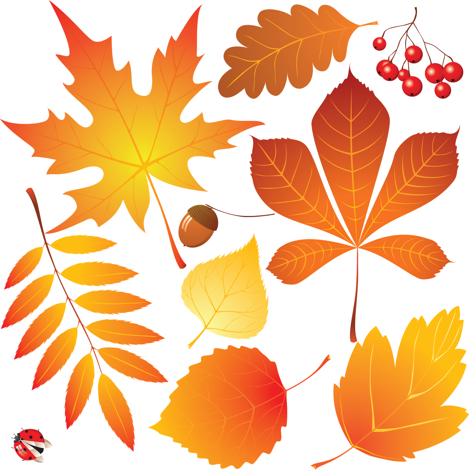 Осенний лист рисунок. Осенние листья. Осенний листок. Осенние листья картинки. Листья деревьев осенью.