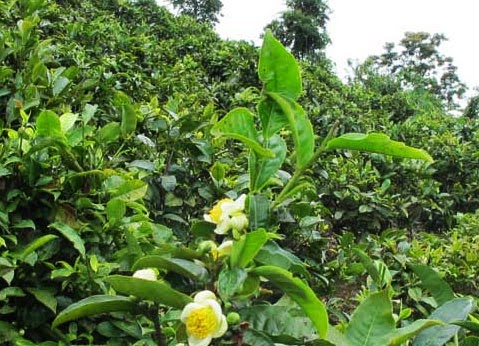 Lao tea bushes with yellow flower blossoms, Photo Credit:  Lao Forest Tea Project