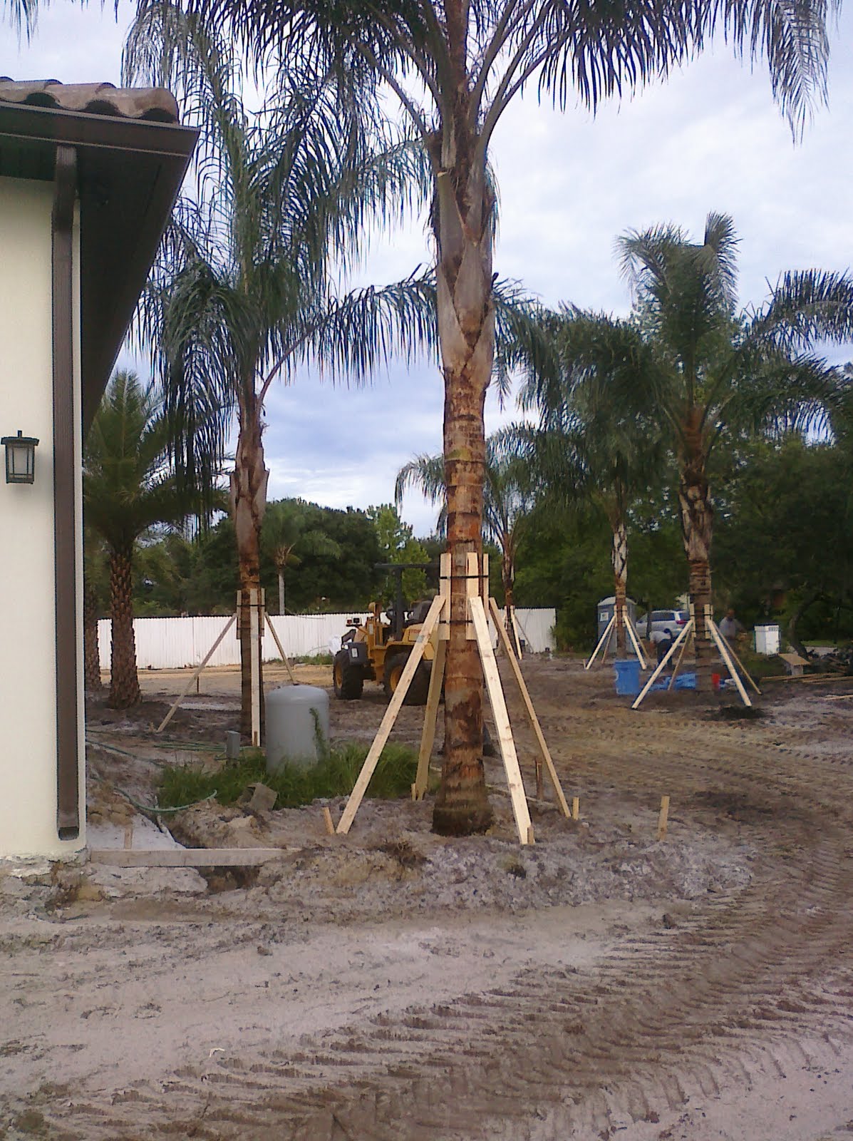 A Quality Plant A Quality Plant Florida Wholesale Palms Queen Palms