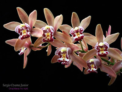 Orquídea Cymbidium híbrida