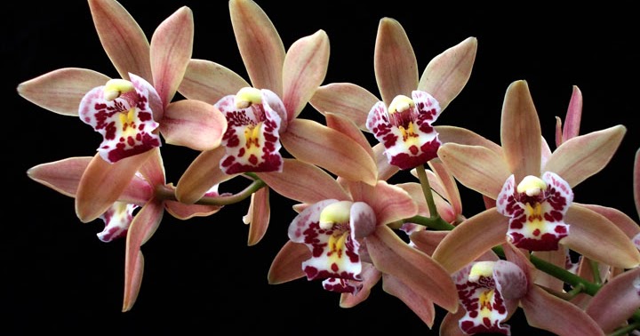 Orquídeas no Apê: Orquídea Cymbidium