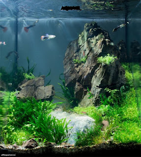 200 Referensi Desain Dan Model Aquascape Berdasarkan Tema https://www.faktapopuler.com/2018/12/200-referensi-desain-dan-model.html