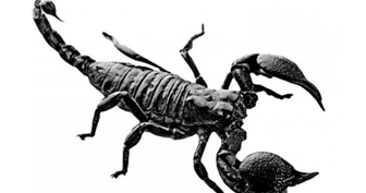 Angka Erek Erek Kalajengking 2d 3d 4d Dalam Buku Mimpi