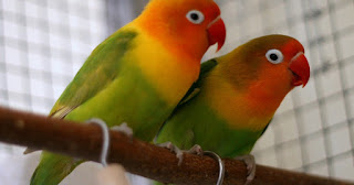 lovebird tidak bertelur lovebird tidak bertelur, lovebird bertelur