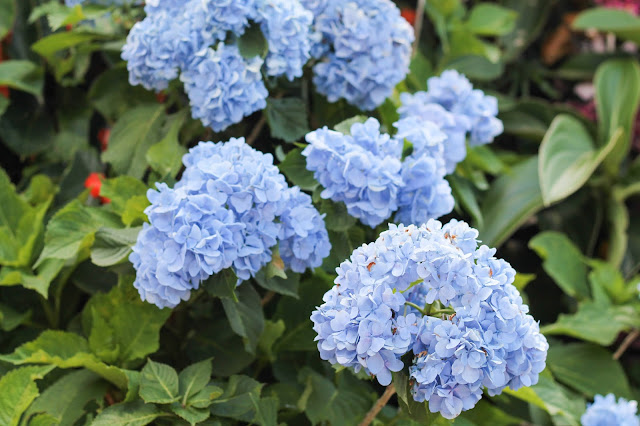 Serenity Now How To Get A Hydrangea Plant To Bloom