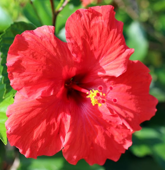 Have Paints Will Travel Best places to photograph flowers on Maui