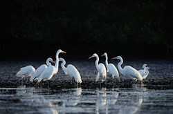 birds flying wallpapers walking running air water different eating trees