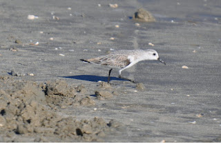 Sandpiper Small gray and white shorebird