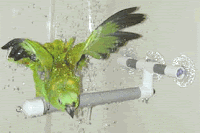 Shower Perches
