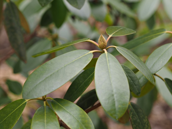 Homo perse vitun porno