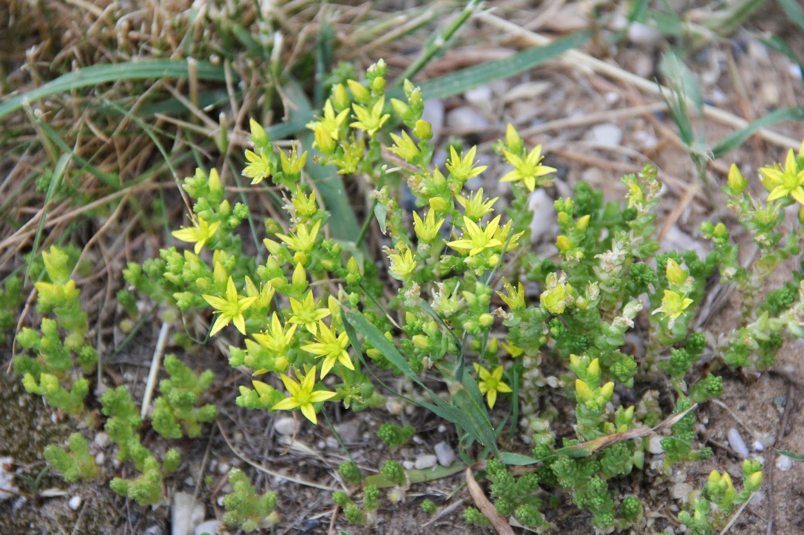 Isabella Conservation District Environmental Education Program