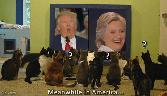 Art Cat GIF with caption • ??? Meanwhile in America Cats are confused they don't understand politicians, thinking they're MAD! Art Cat GIF with caption • ??? Meanwhile in America Cats are confused they don't understand politicians, thinking they're MAD!
