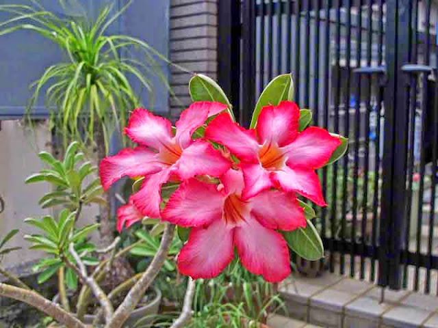 plants, flowers, Plumeria, pink