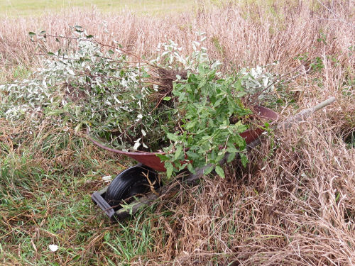 removal of autumn olive