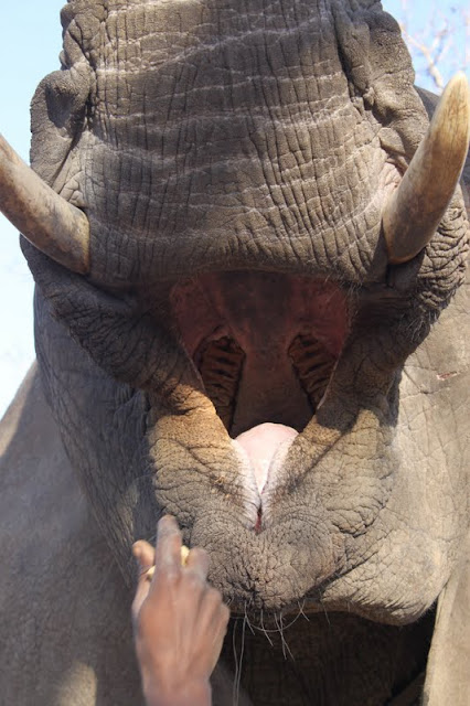 elephant molars, kruger park, south africa