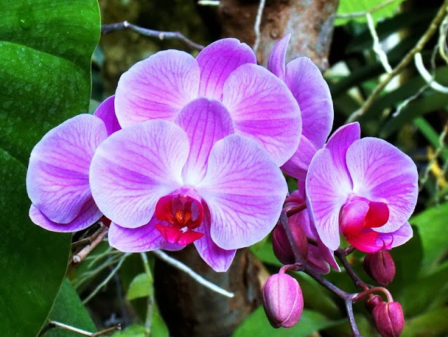 ý nghĩa hoa hồ điệp