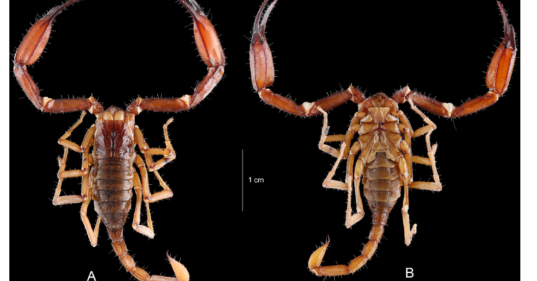 The Scorpion Files Newsblog A new cavedwelling Chaerilus species from
