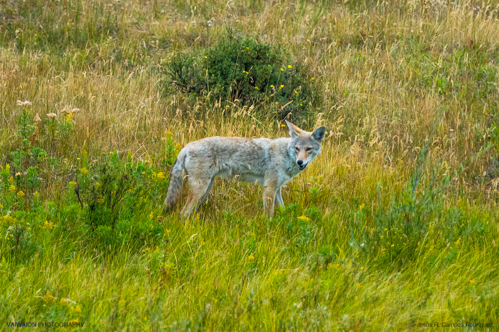 Un coyote. Qué mas se puede pedir Un coyote. Qué mas se puede pedir
