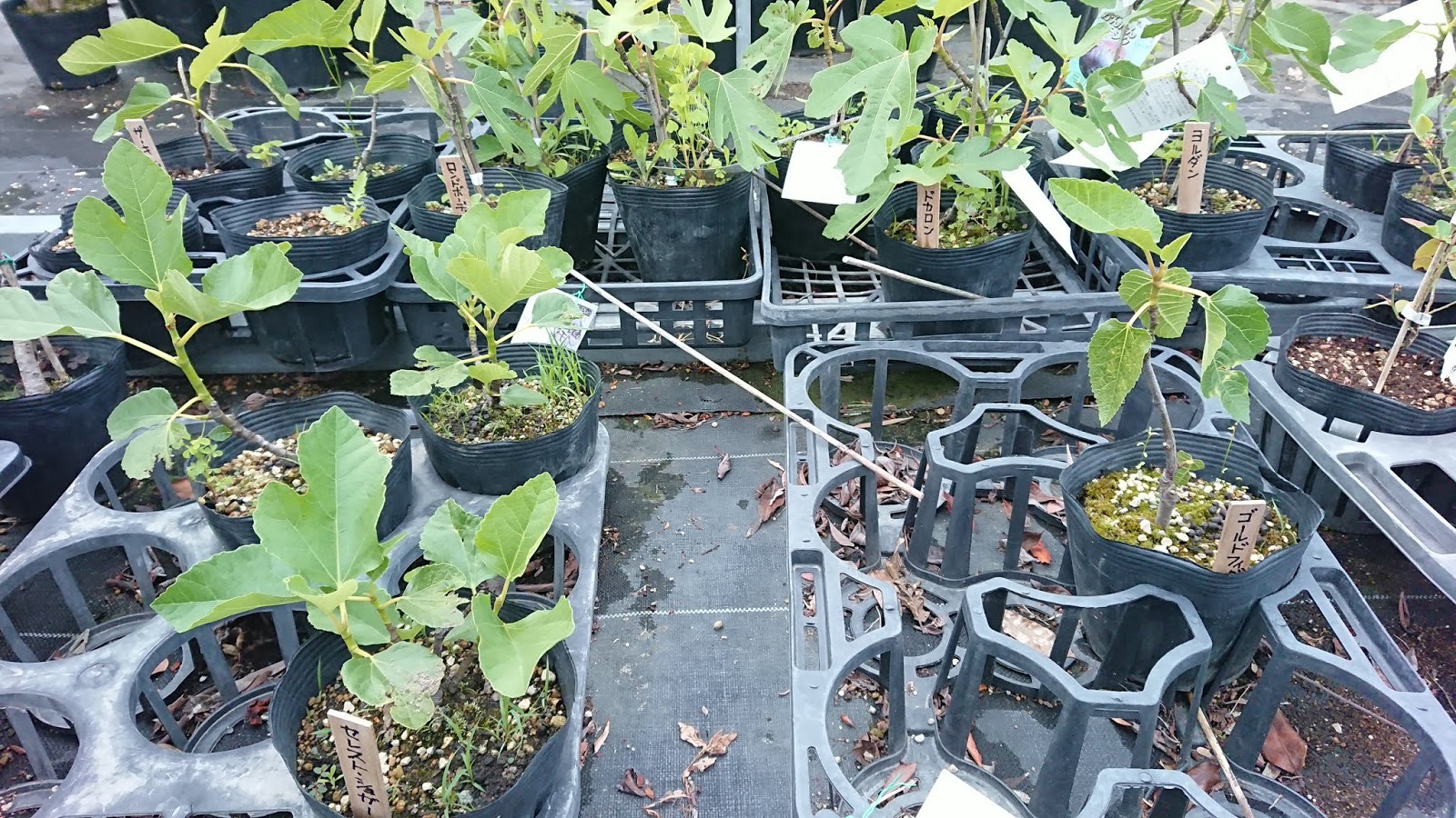園芸知恵袋 鉢植えと地植えの成長の違いについて