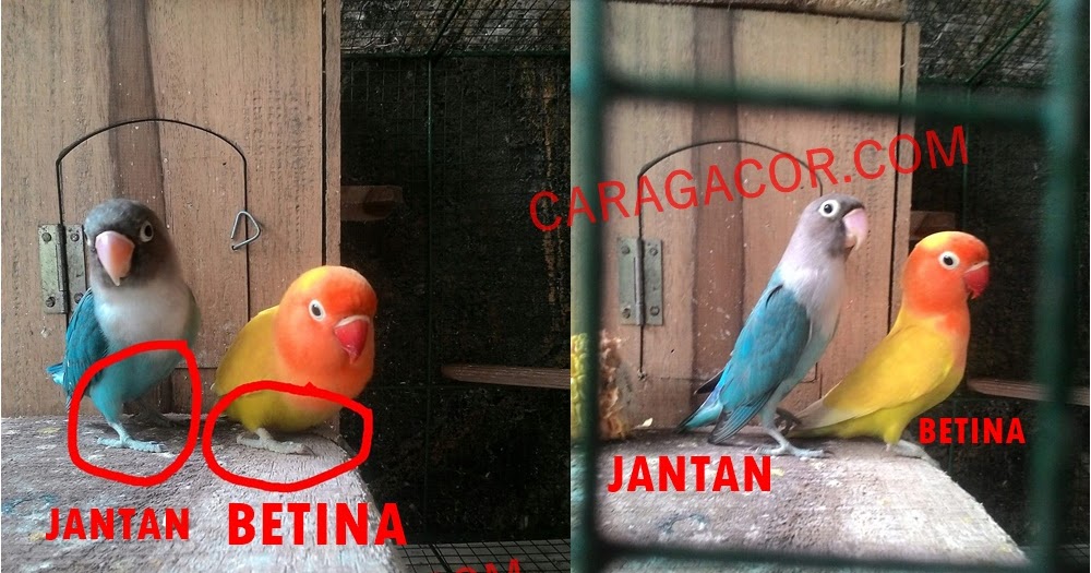 Cara Membedakan Lovebird Jantan Dan Betina Umur 3 Bulan