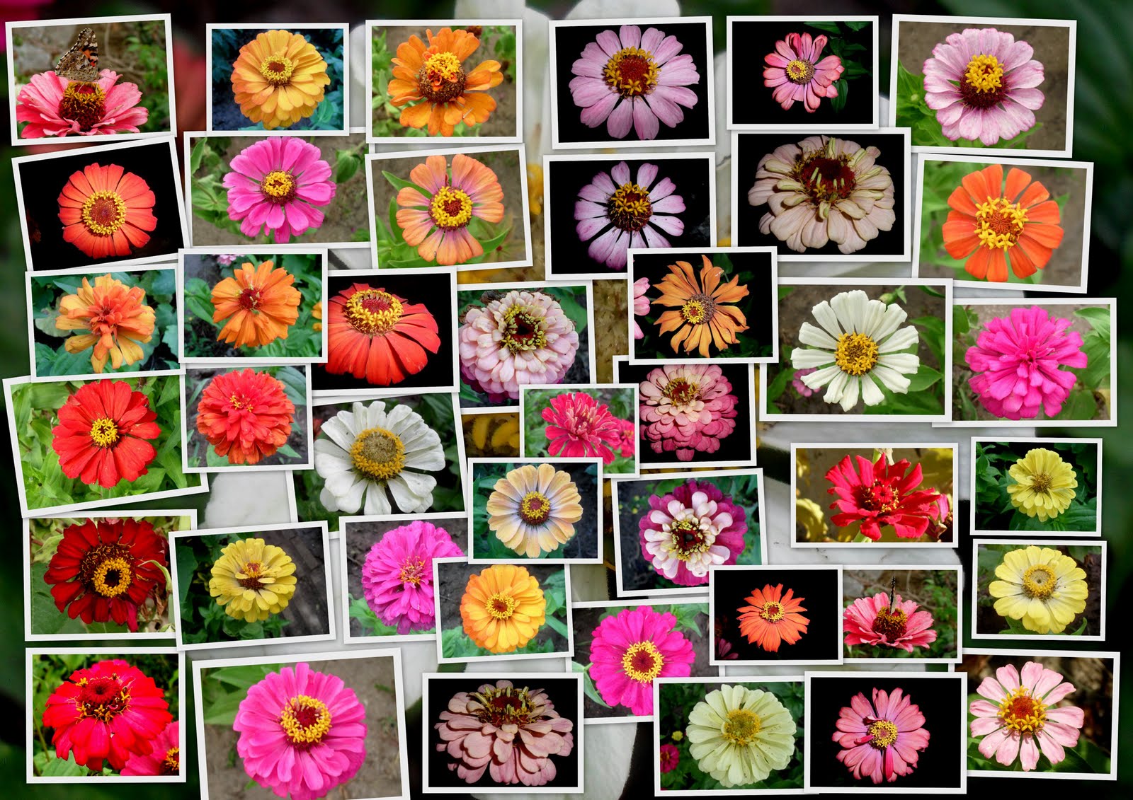 PHOTO Same flower,different colors...This flower has so many colors