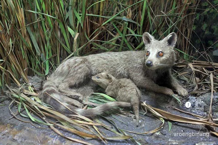rase museum zoologi bogor