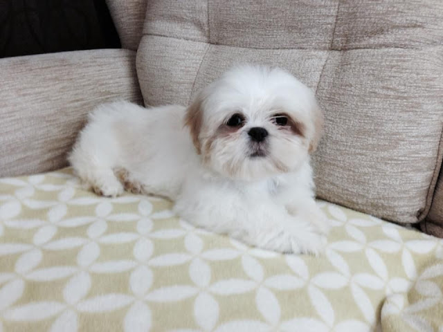shih tzu branco