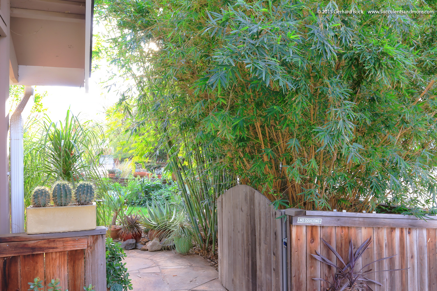 Bamboo thinning makes front yard look good for the holidays