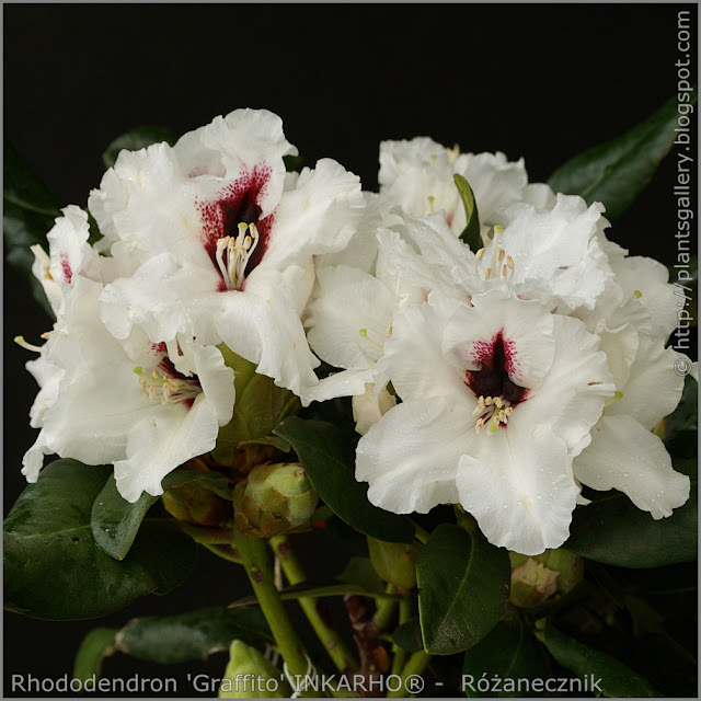 Rhododendron 'Graffito' INKARHO® -  Różanecznik  'Graffito' INKARHO®    kwiaty