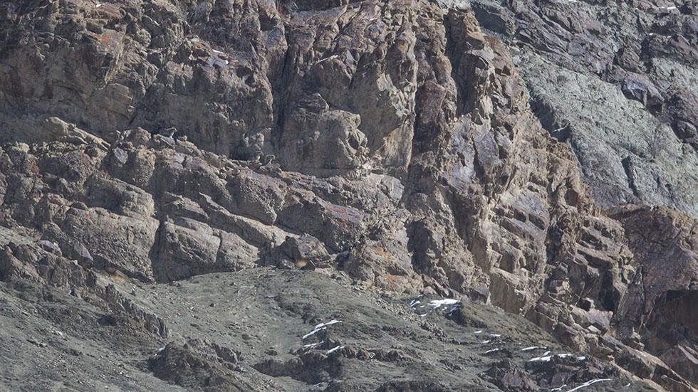 A snow leopard is seen camouflaged against a mountain near the Indian Himalayas. - Can You Spot the Snow Leopards in These Photos?