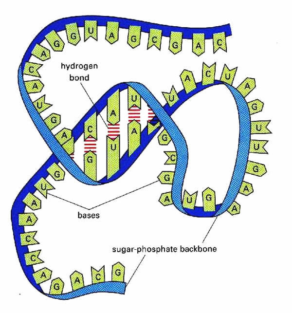 Plant Life: RNA