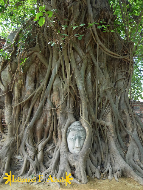 Buddha head in buddha tree in Wat Mahathat, Ayutthaya Historical Park