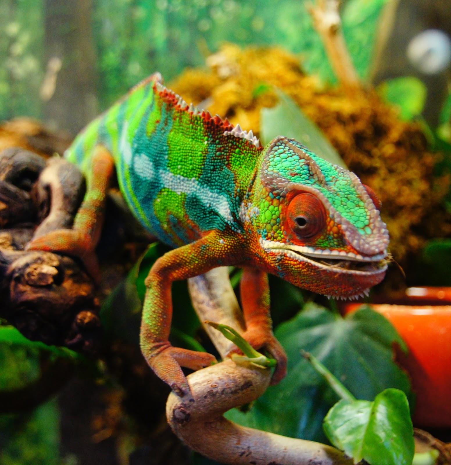 An amazing photo of a panther chameleon.