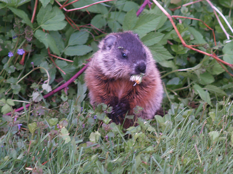 Rural Ramblings with Ruta Happy Groundhog Day!