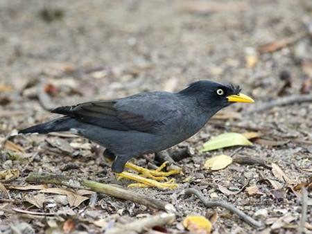 10 Cara Membedakan Burung Jalak Kebo Jantan Dan Betina Akurat