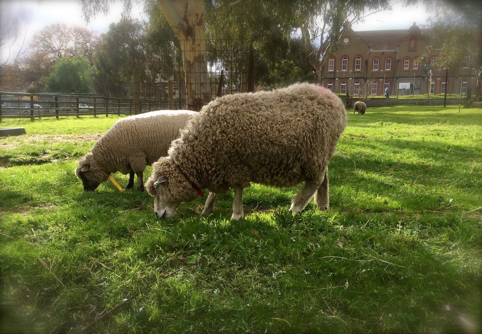 So In Love With Melbourne Collingwood Children's Farm a little oasis