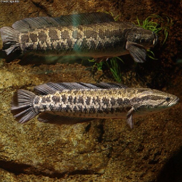 Jenis Ikan Predator - Channa Argus, Snakehead Channa Argus Jenis Ikan Predator