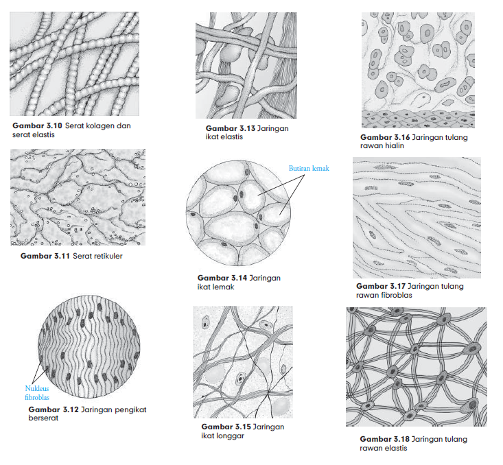  Macam  Macam  Jaringan  Ikat Pada Hewan  Struktur dan  