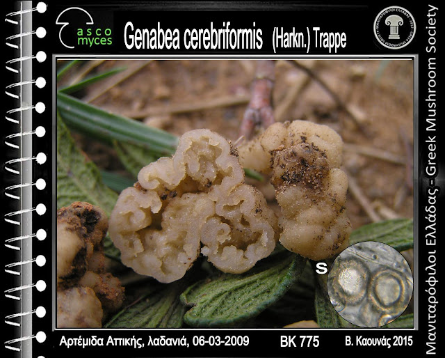 Genabea cerebriformis (Harkn.) Trappe