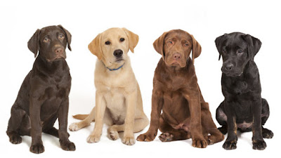 labrador retriever av köpeği Global Bilgiler