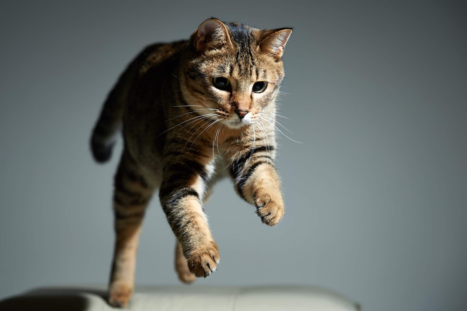 Vet Tips Your Cat’s Ability to Land on Her Feet