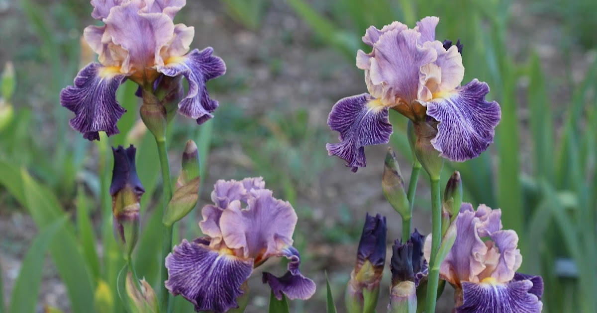 red-iris.jpg