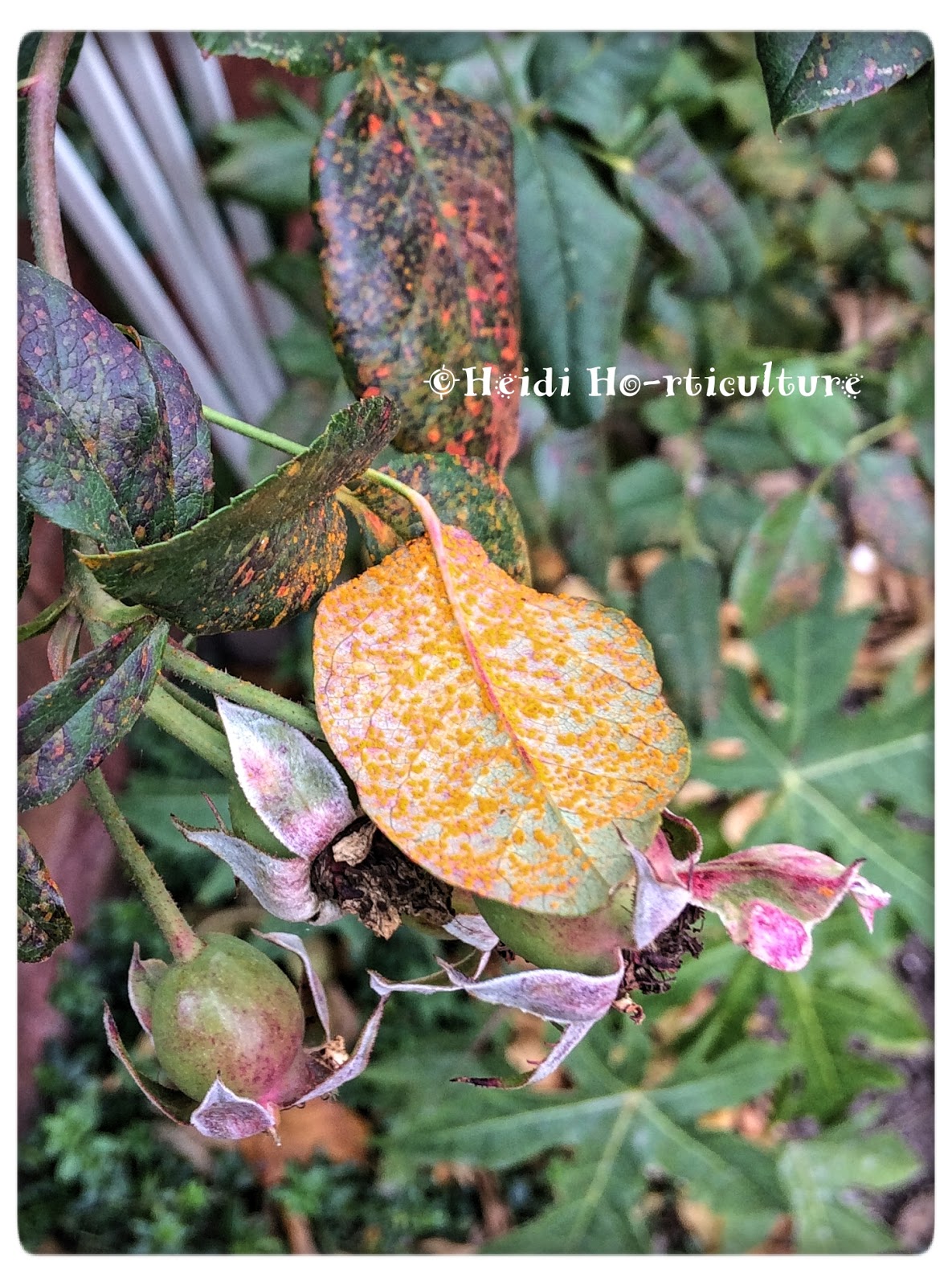 Heidi Horticulture: Rust on Roses - Phragmidium tuberculatum