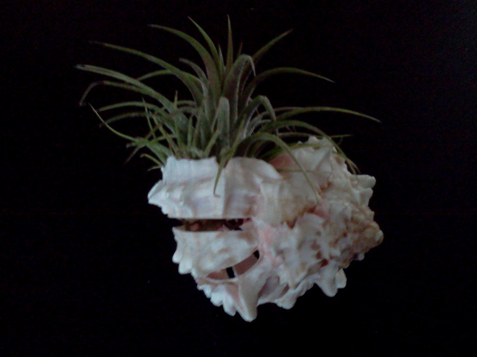 Confetti Monster Schemes: Air Plant Shell Decor DIY (so easy!)