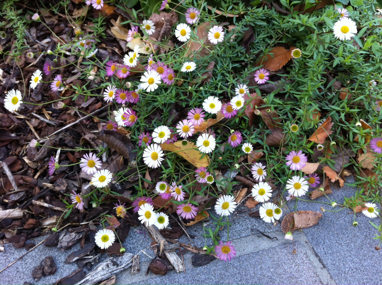 Gina's blog Seaside Daisy