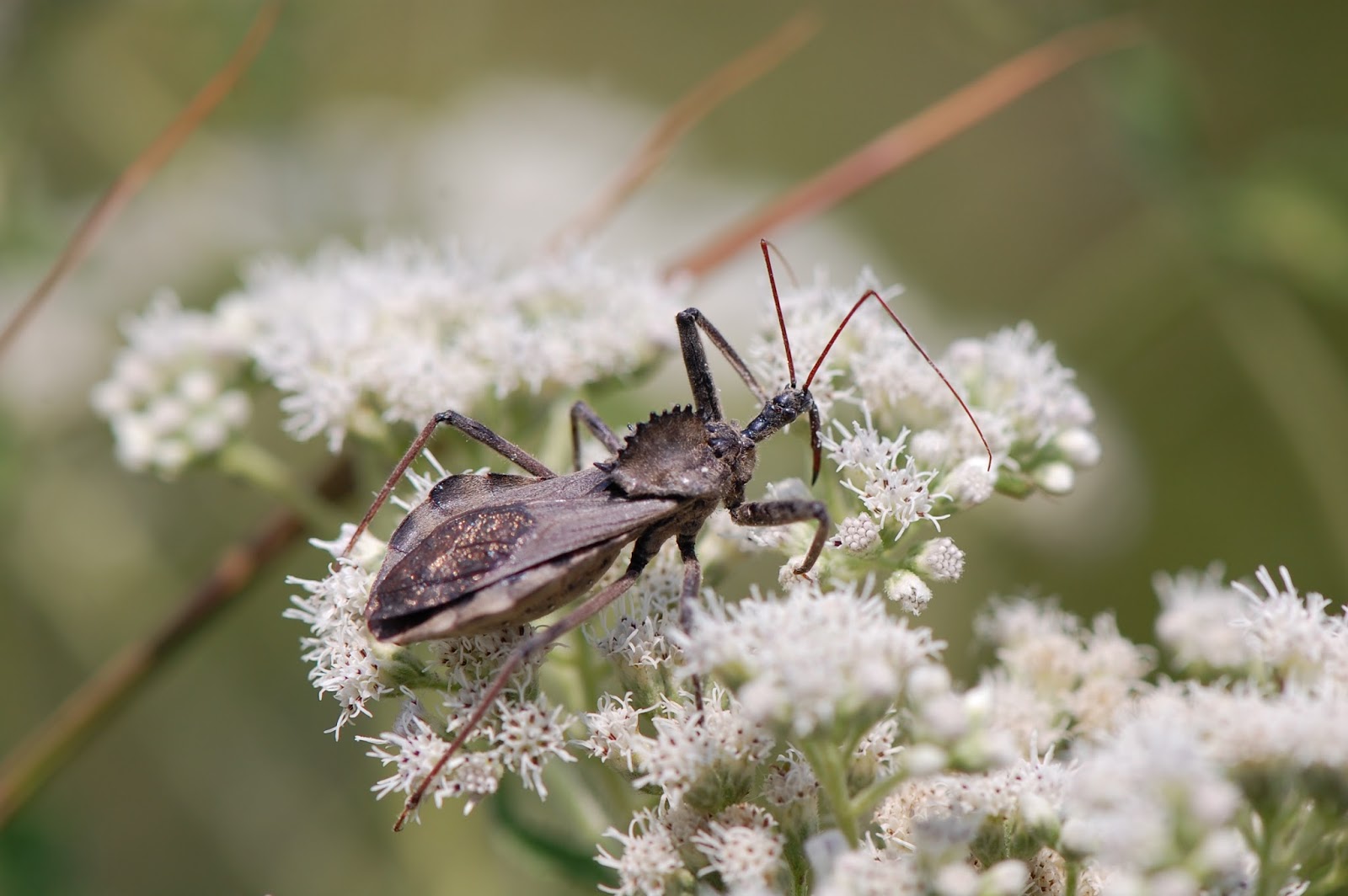 A Baby Wheel Bug ! » Focusing on Wildlife