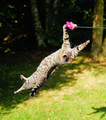 alt="gato en el aire con juguete"