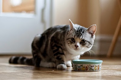 Cat Pulling Food Out Of Bowl Cat Pulling Food Out Of Bowl