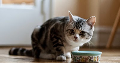 Cats Eating Ensure Cats Eating Ensure