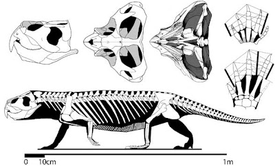 anatomia